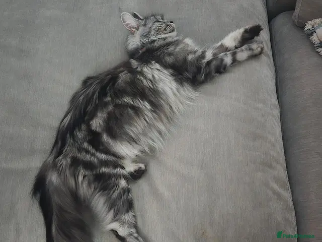 Maine Coon cats for sale: Maine coon cross kittens - Advert 3