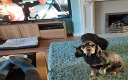 Cocker Spaniel dogs for sale: Show Type Cocker Spaniel - Image 2