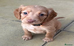 Cocker Spaniel dogs for sale: Out standing  Health tested working cockers  - Image 4