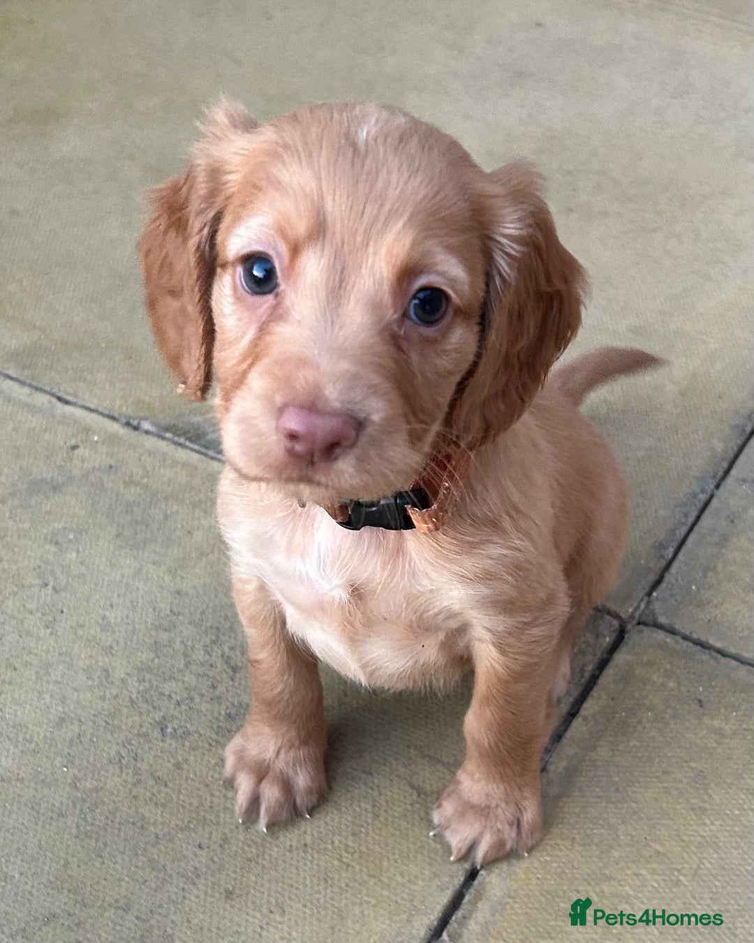 Cocker Spaniel dogs for sale: Out standing  Health tested working cockers  - Image 4