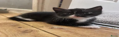 Female kitten 1