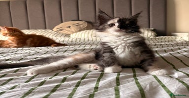 Maine Coon cats - Advert 13