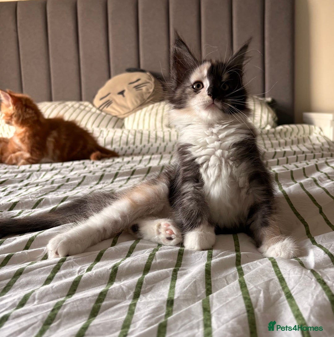 Maine Coon cats for sale: Stunning TICA REGISTERED Maine Coon kittens  - Image 3
