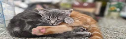 American Shorthair cats for sale: Kittens - Advert 5