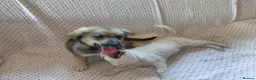 Mixed Breed dogs for adoption: ARNY - a Sweet Little Boy for a Loving Home - Advert 13