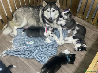 Siberian Husky dogs Siberian Husky puppies - Advert 5