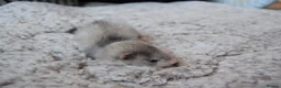 Ferret rodents for sale: Beautiful Kits  in Peterlee - Advert 18