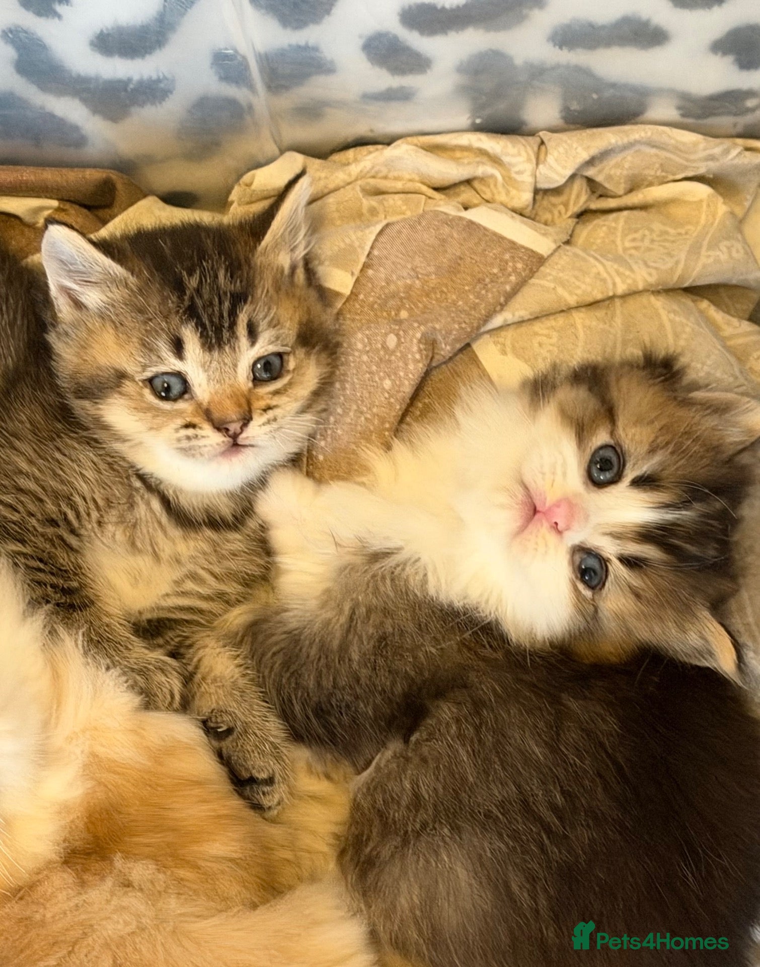 British Longhair cats for sale: 4 Gorgeous Fluffy Kittens Ginger Boys Tabby Girls - Advert 1