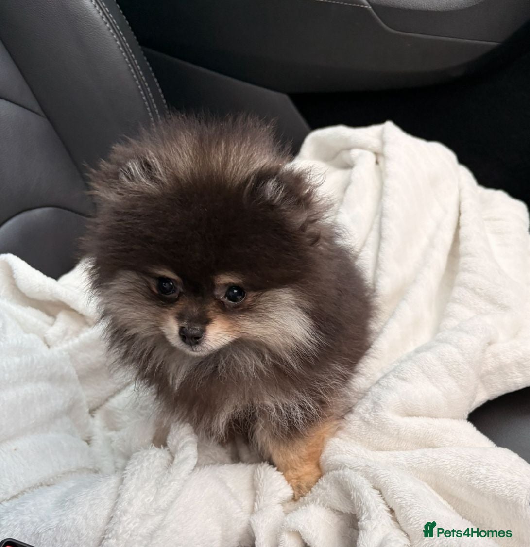 Pomeranian dogs Teacup promerian  - Advert 2