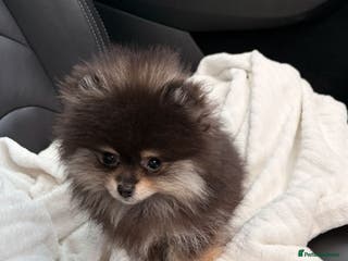 Pomeranian dogs Small promerian - Advert 6