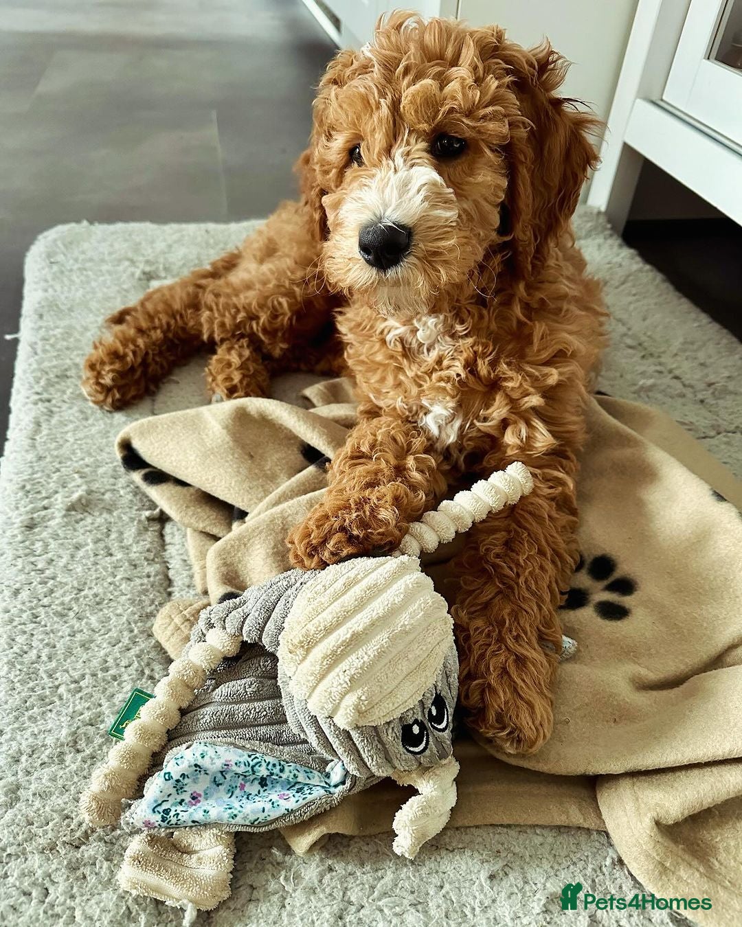 Double Doodle dogs Beautiful Double Doodle Puppy Sophie 8 Months Old - Advert 2
