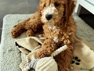 Double Doodle dogs Beautiful Double Doodle Puppy Sophie 8 Months Old - Advert 2