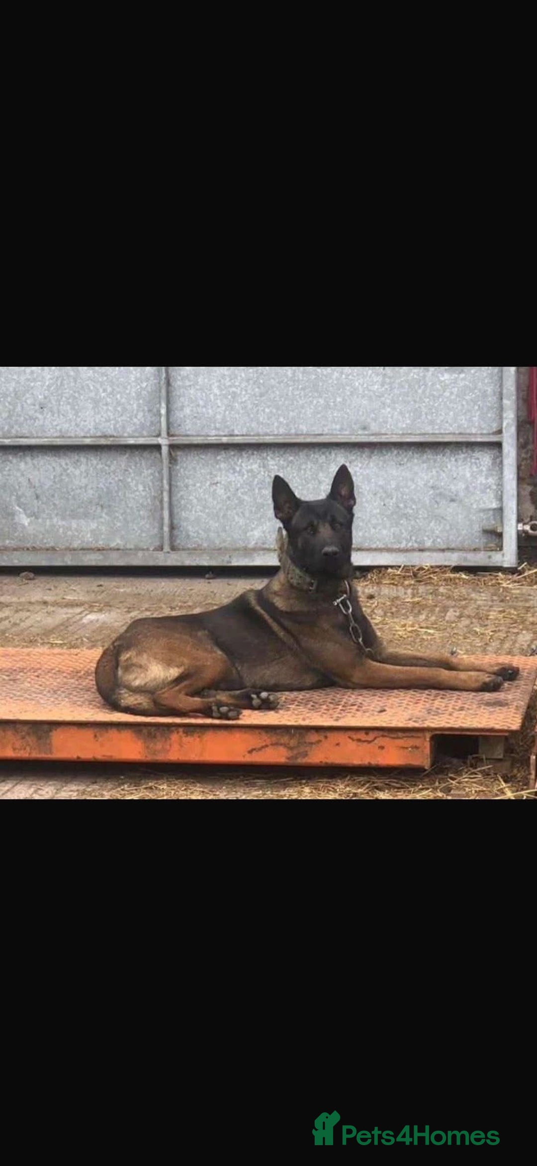 Belgian Shepherd Dog dogs for sale: Beautiful Belgian Malinois Puppies  - Image 12