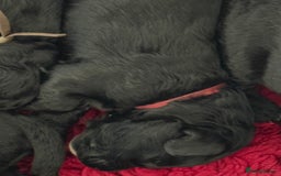 Mixed Breed dogs for sale: 5* medium half Australian labradoodles - Image 14