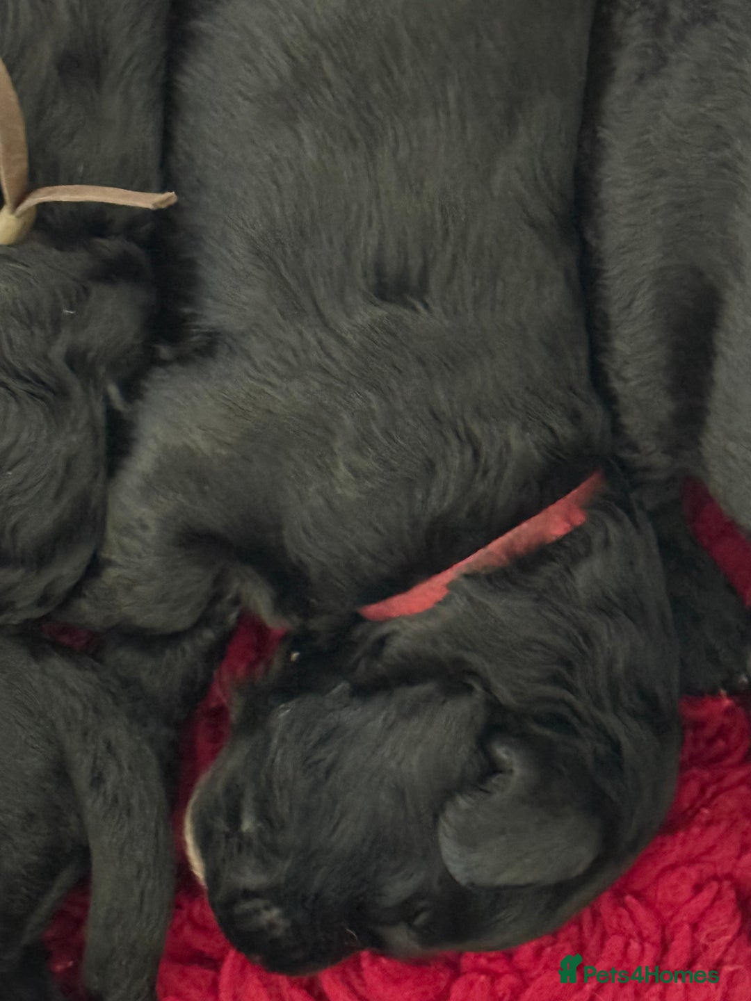 Mixed Breed dogs for sale: 5* medium half Australian labradoodles - Image 14
