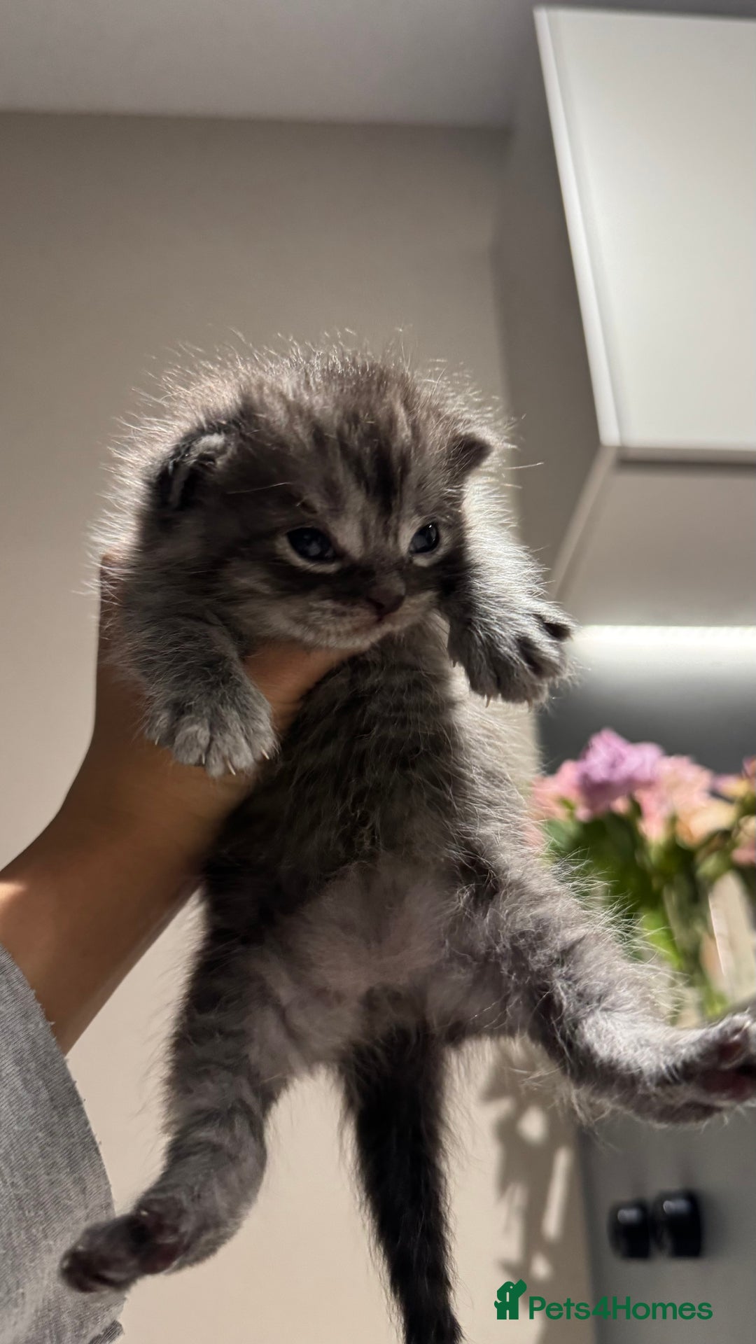 British Shorthair cats for sale: 🐾✨ Looking for Their Forever Home ✨🐾 - Image 16