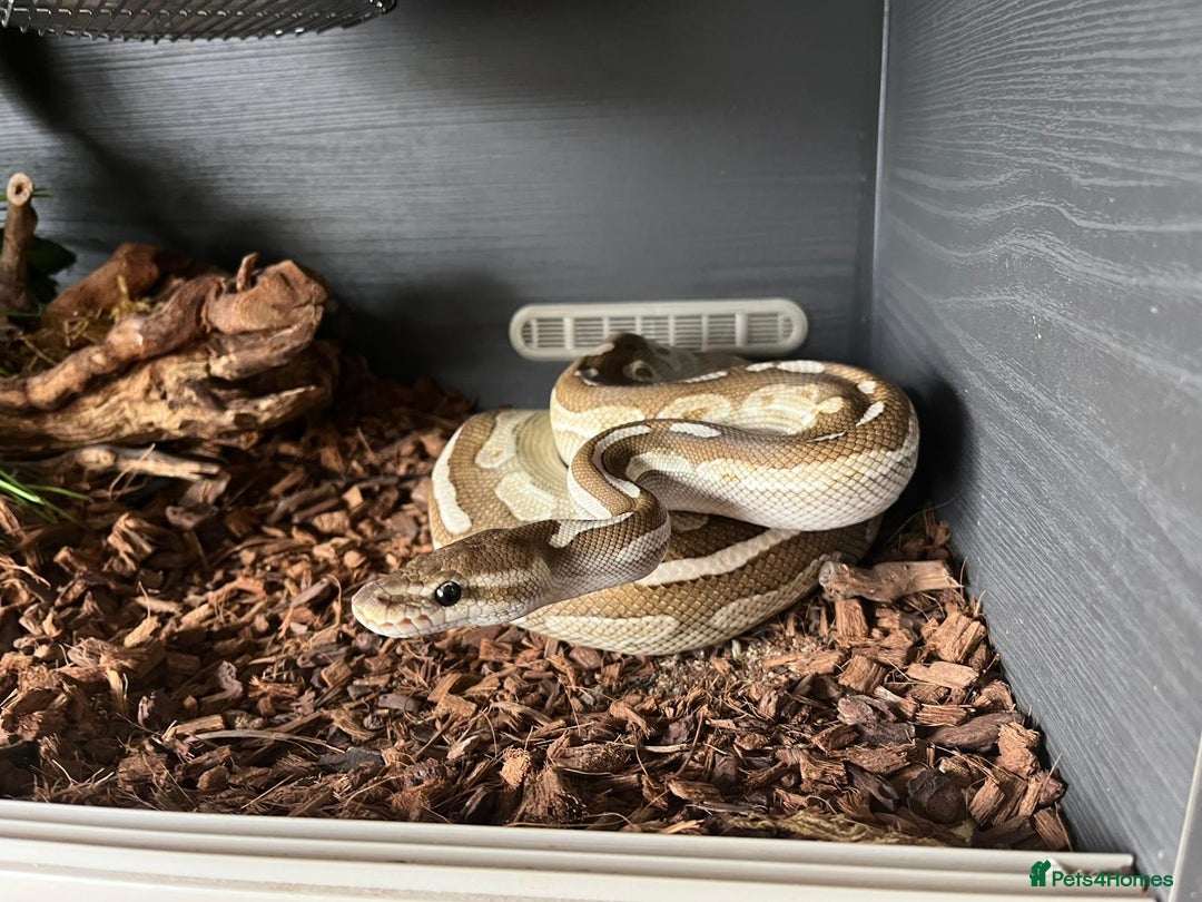 Python Snake reptiles for sale: Cinnamon lesser royal python  - Image 2