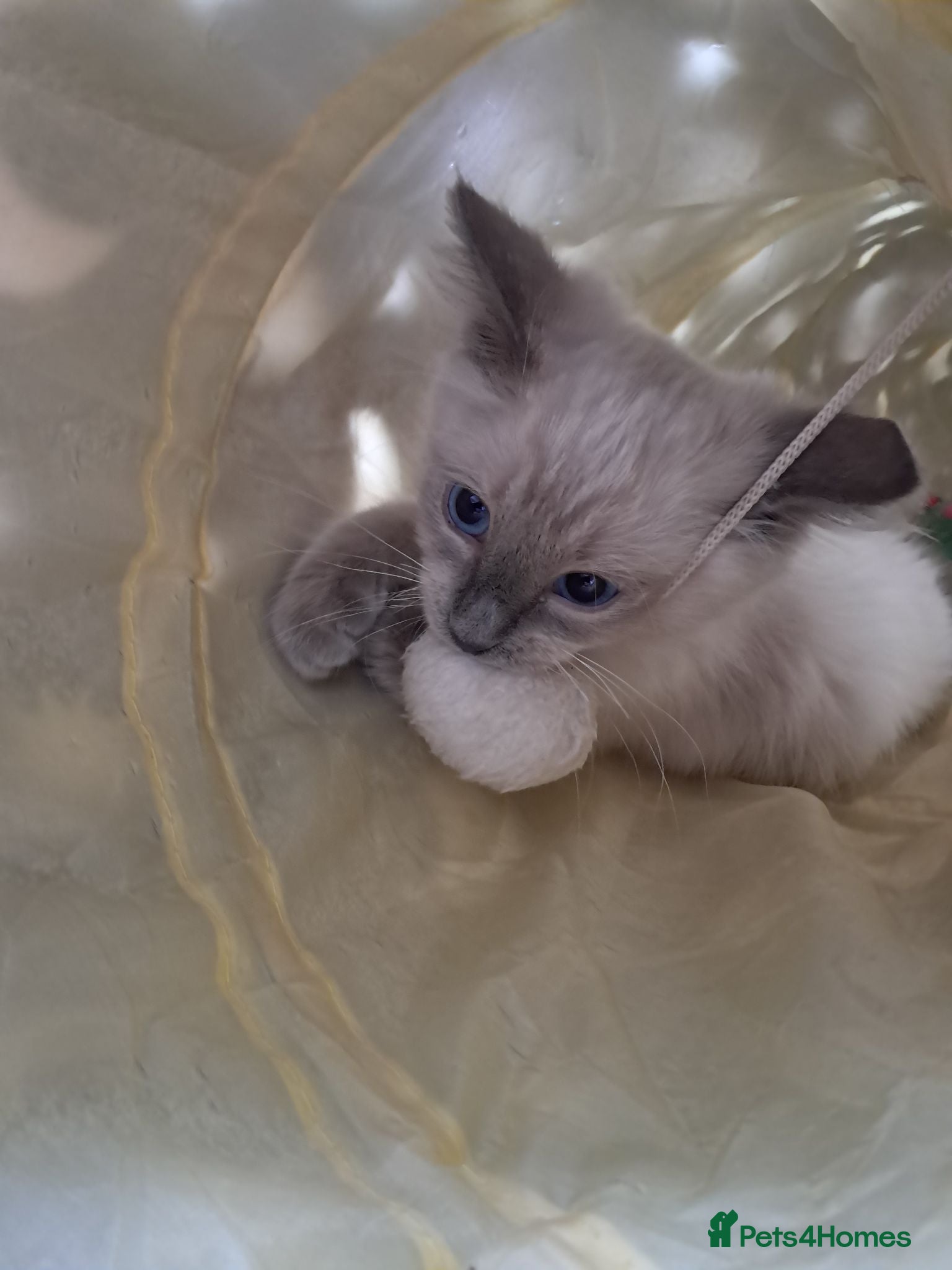 Ragdoll cats Pure breed beautiful Ragdoll kittens - Advert 1