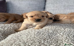 Labradoodle dogs for sale: Red/Apricot Health Tested Miniature Labradoodles - Image 6