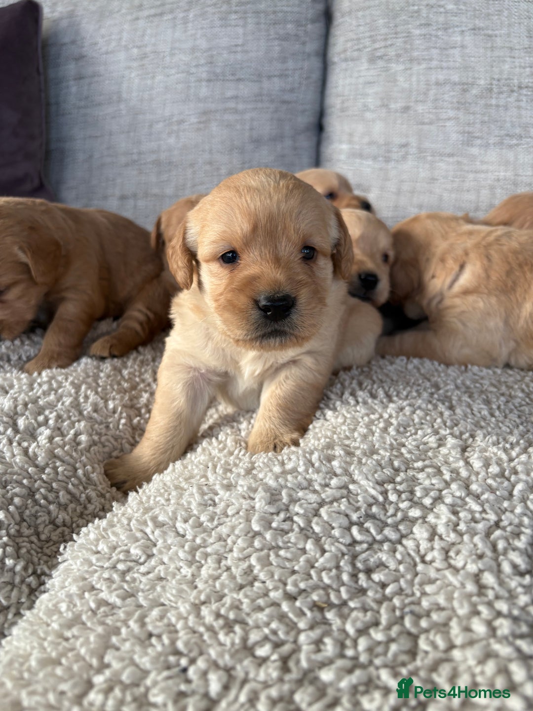 Labradoodle dogs for sale: Red/Apricot Health Tested Miniature Labradoodles - Image 6