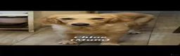Golden Retriever dogs for sale: Golden Retriever pups looking for forever homes  - Advert 15