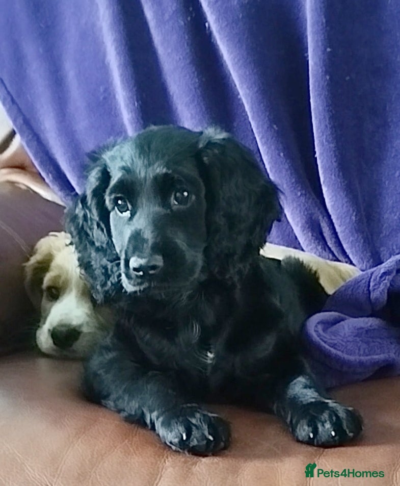 Cockapoo dogs Beautiful cockapoo puppies ready now 🐾 - Advert 1