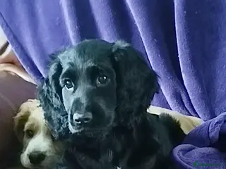 Cockapoo dogs Beautiful cockapoo puppies ready now 🐾 - Advert 1