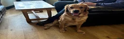 Golden Retriever dogs for stud: Bailey Golden Retriever available for Stud  - Advert 4