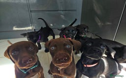 Mixed Breed dogs for sale: Dobermann X Weimaraner Cross Mix Puppies - Image 2