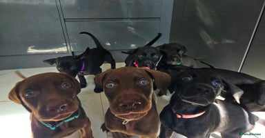 Mixed Breed dogs - Advert 1