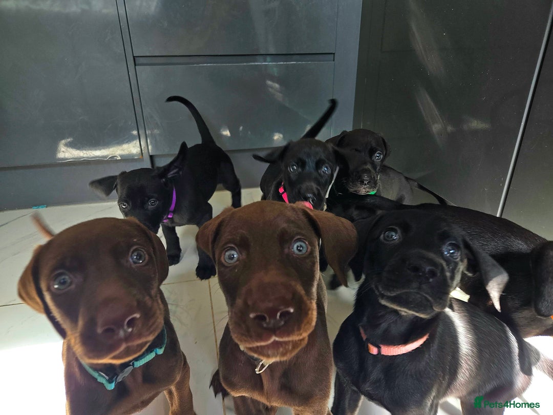 Mixed Breed dogs for sale: Dobermann X Weimaraner Cross Mix Puppies - Image 2