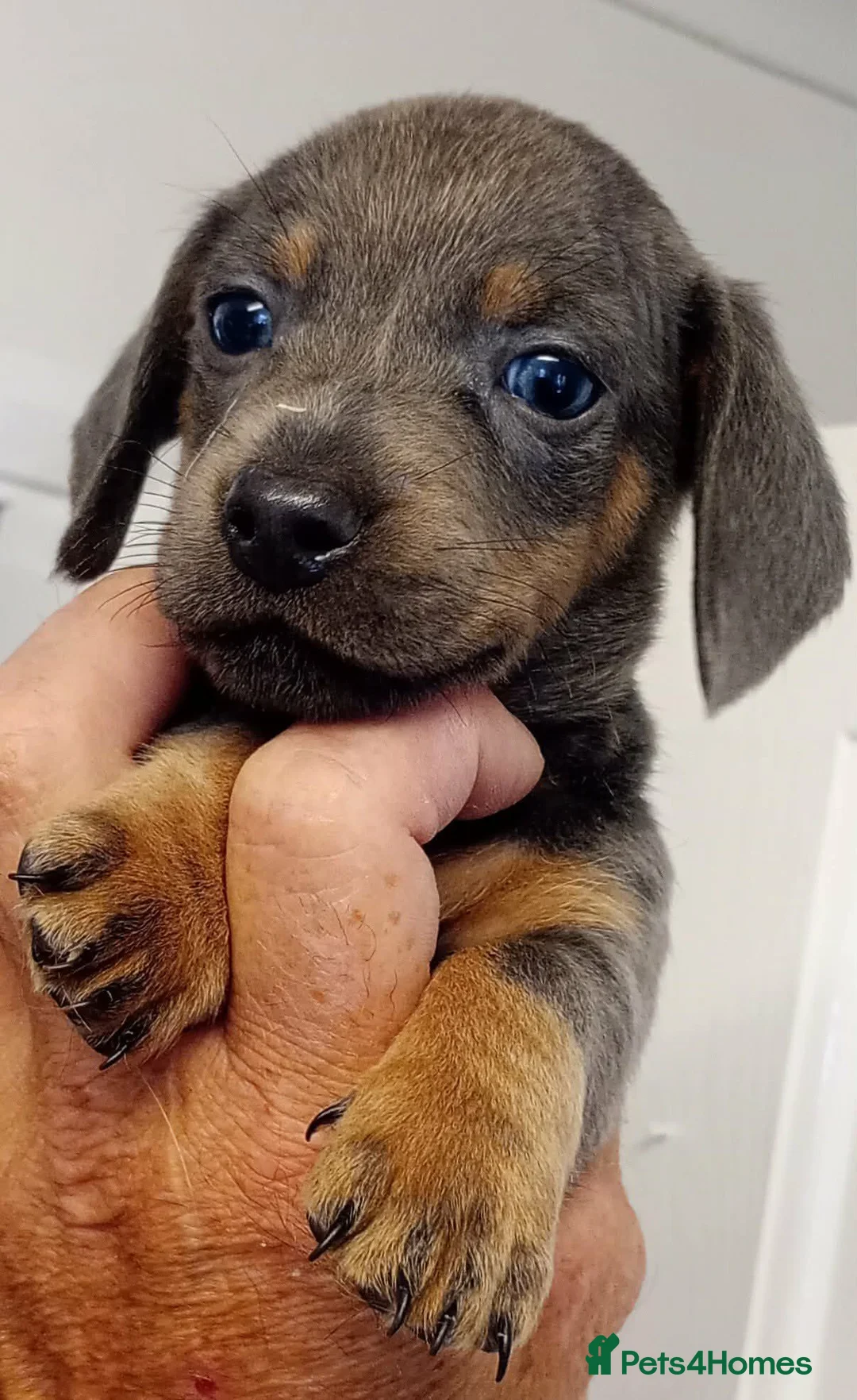 Dachshund dogs for sale: Gorgeous dachshund pups for sale  - Advert 2