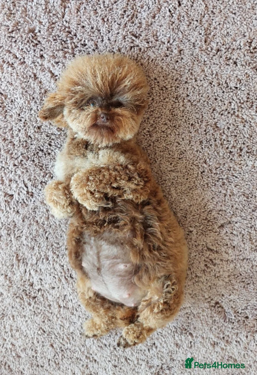 Toy Poodle dogs for stud: Stunning KC None fading Chocolate Phantom stud in Rickmansworth - Advert 7