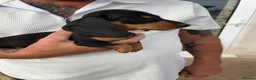 Miniature Dachshund dogs for sale: Beautiful miniature Dachunds - Advert 11