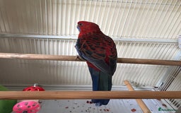 Parrots birds for sale: Crimson rosella  - Image 2