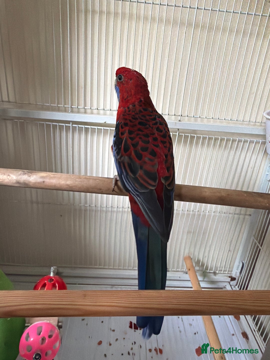 Parrots birds for sale: Crimson rosella  - Image 2