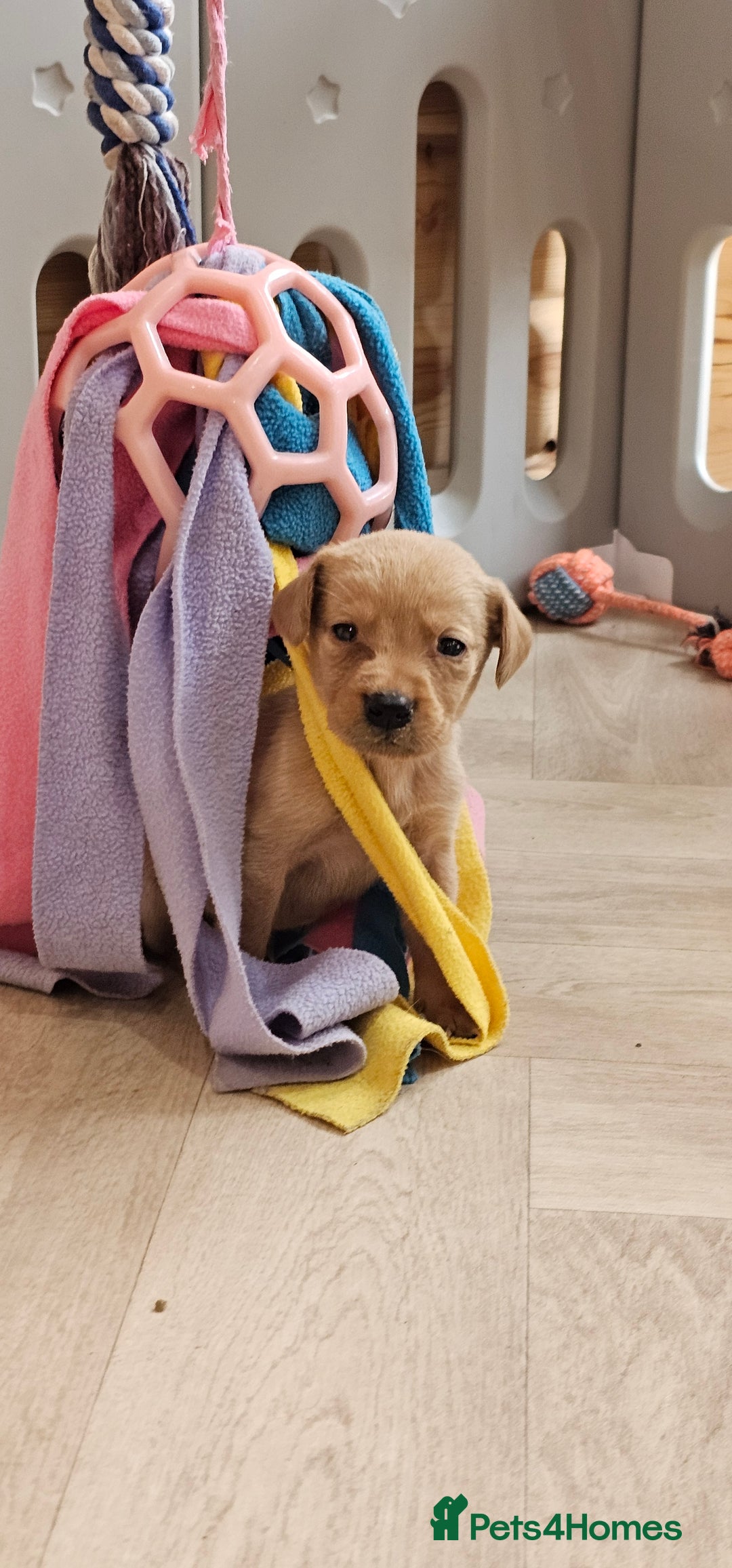 Labrador Retriever dogs for sale: THE LAST KC FOX RED GIRL READY TO LEAVE NOW  - Image 18