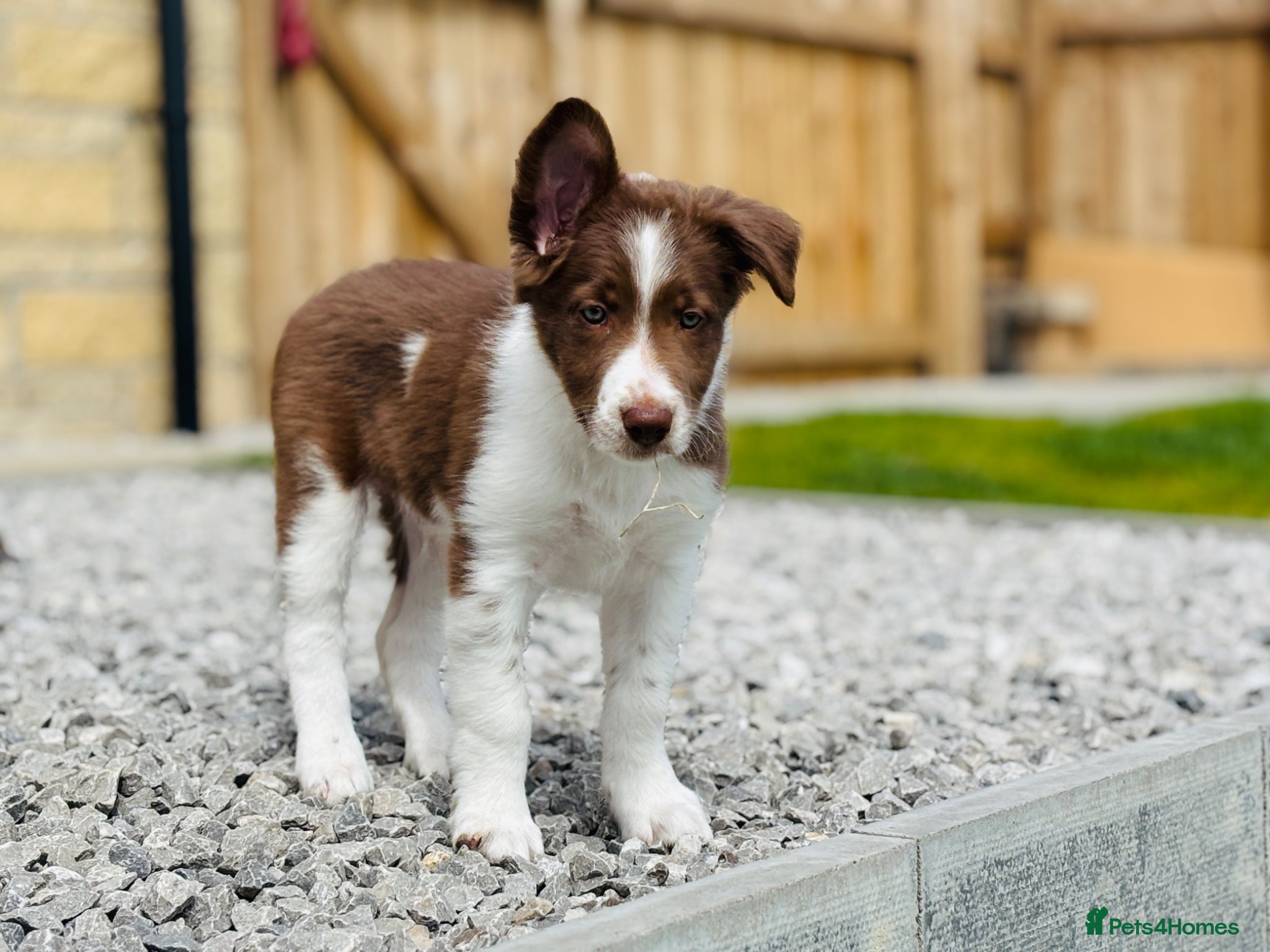 Border Collie dogs Exceptional Border collie pups  - Advert 4