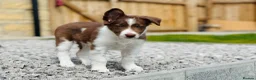 Border Collie dogs for sale: Exceptional Border collie pups  - Advert 1