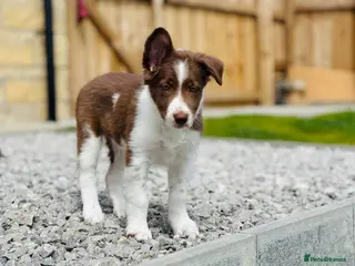 Border Collie dogs Exceptional Border collie pups - Advert 4