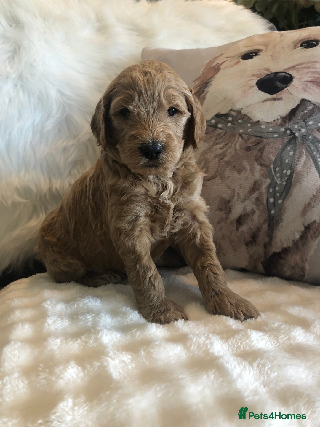 Goldendoodle dogs for sale: Goldendoodle Double Doodle pups for sale - Image 16