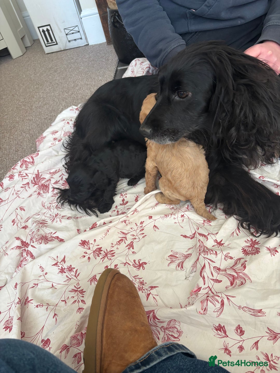 Cockapoo dogs for sale: Gorgeous chunky cockapoo puppies - Advert 6