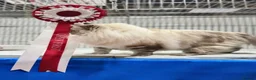 Ragdoll cats for sale: GCCF / European bloodline ragdoll kittens  - Advert 34