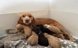 Cockapoo dogs for sale: 🐶Stunning F1 Cockapoos, Licensed Breeder🐾 - Advert 4