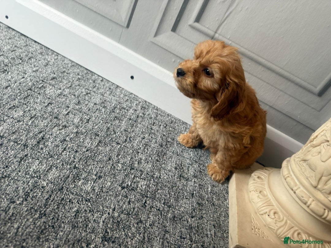 Cockapoo dogs for sale: Beautiful Cockerpoo Puppies. (Sand, Merle, Black) - Image 15