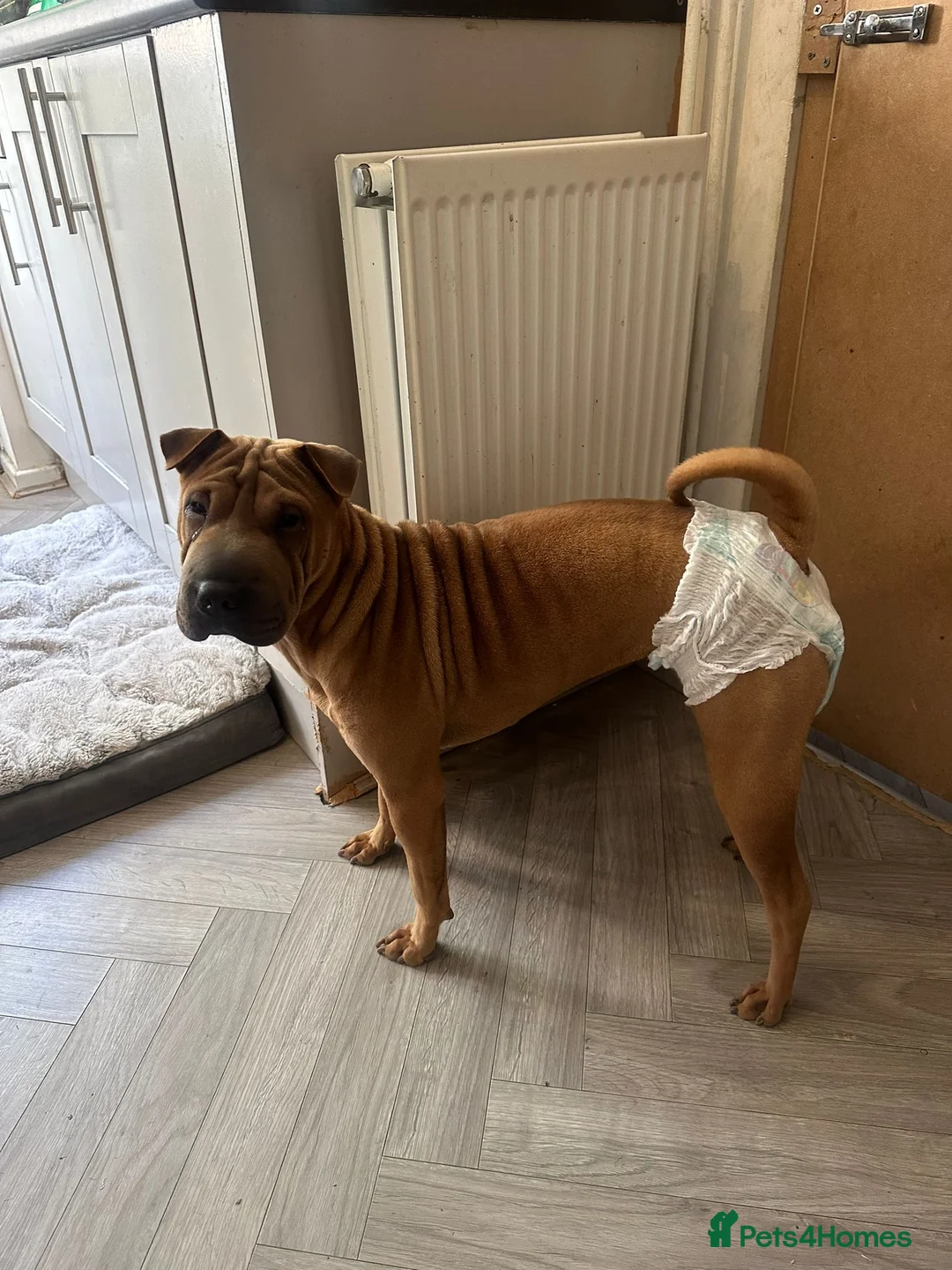 Shar Pei dogs for sale: Shar pei female - Advert 1