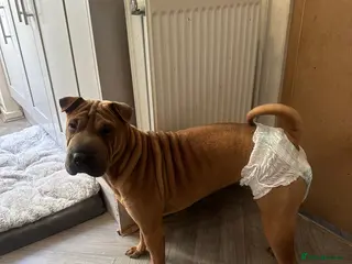 Shar Pei dogs Shar pei female - Advert 2