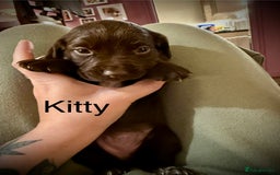 Cocker Spaniel dogs for sale: Beautiful Working Cocker Spaniels! - Advert 3