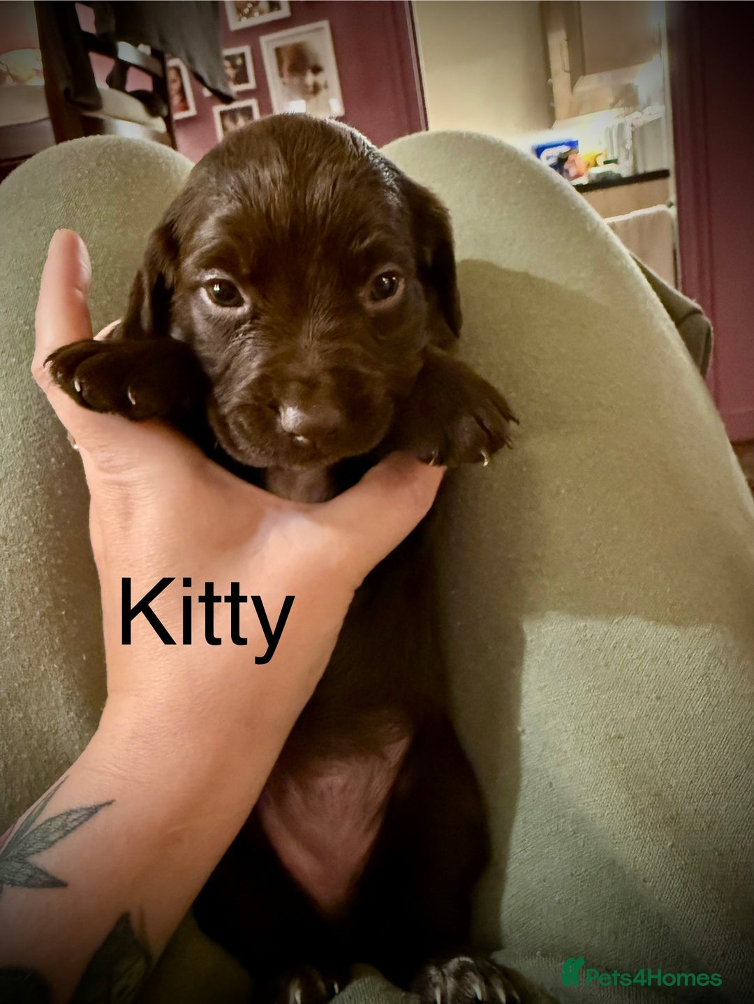 Cocker Spaniel dogs for sale: Beautiful Working Cocker Spaniels! - Advert 3