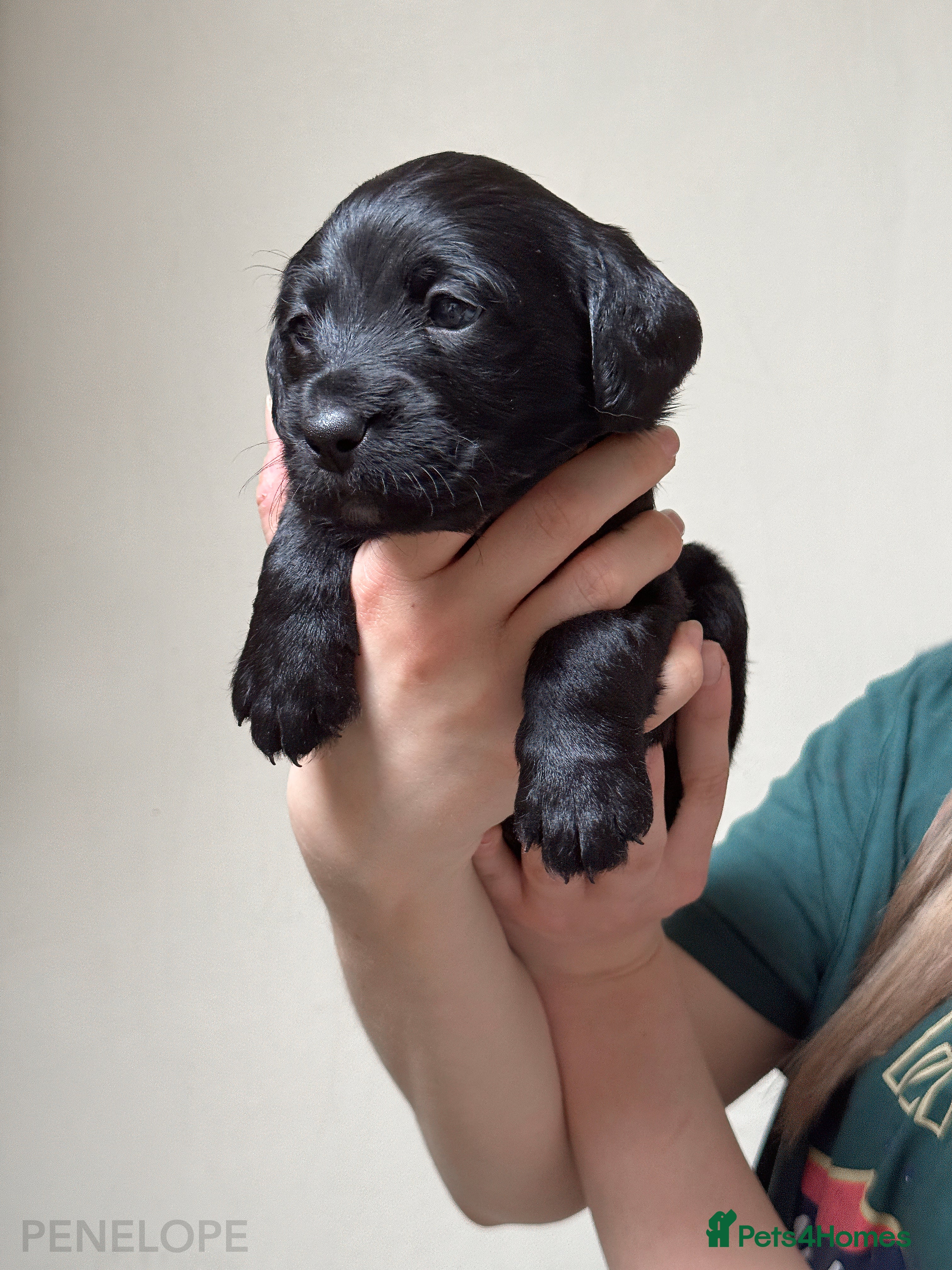 Labradoodle dogs Stunning Multigen F4a Labradoodle Puppies. - Advert 2